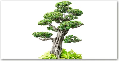 Produktbild von Tulup Glas-Bild -140x70- Wandkunst Dekorative Wand für Küche & Wohnzimmer - Blumen & Pflanzen - Bonsai-Baum - Grün