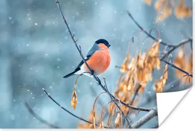 Produktbild von MuchoWow® Poster Schnee - Vogel - Tier 60x40 cm - Schlafzimmerdekoration