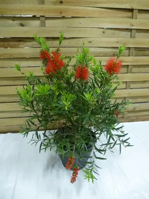 Produktbild von [Palmenlager] Callistemon citrinus 70 cm - Busch- Pfeiffenputzer Zylinderputzer - Pot 23 cm Ø - mediterrane Pflanze