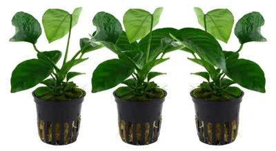 Produktbild von Aquarium Pflanze 3 Stück Anubias barteri Wasserpflanze Tropica Nr.101U Set