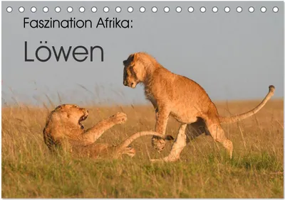 Produktbild von Faszination Afrika: Löwen (Tischkalender 2026 DIN A5 quer), CALVENDO Monatskalender
