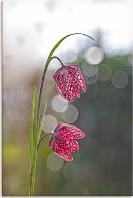 Produktbild von ARTland Leinwandbild Schachbrettblume Größe: 60x90 cm