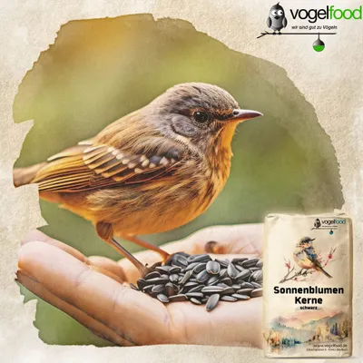 A bird is eating sunflower seeds from a person's hand, with a bag of sunflower seeds in the foreground.