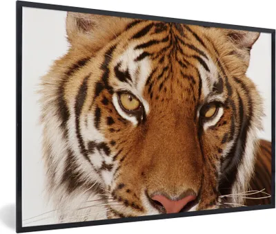 Produktbild von MuchoWow® Gerahmtes Poster Porträt - Tiger - Tier 90x60 cm - Poster mit Schwarzem Bilderrahmen Wandposter Rahmen Foto Bilder - Fotorahmen - Foto-Plakat