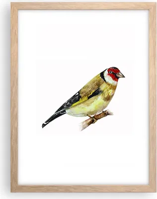 Produktbild von Gerahmtes Poster - Rahmen in heller Eiche - Stieglitz Vogel Aquarell - 30x40 cm - Wand Bild - Wanddeko - Wandbilder - Wandposter - Bilderrahmen - Bilder - Kunstdruck - Wandbild - P2NPA30x40-4179