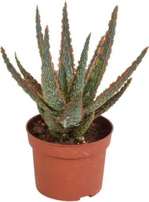 Obrázek produktu pro Sukulentní aloe Zebrina Dannyz - pokojová rostlina, prumer 10,5cm