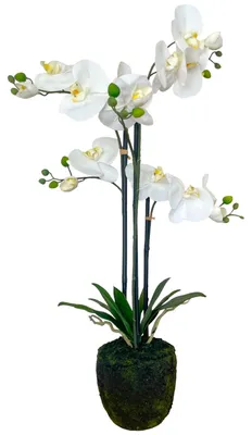Produktbild von Künstliche Orchidee im Moosballen 75cm