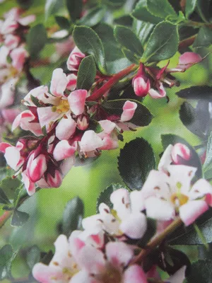 Produktbild von Andenstrauch Donard Seedling - Escallonia Donard Seedling - 30-40cm