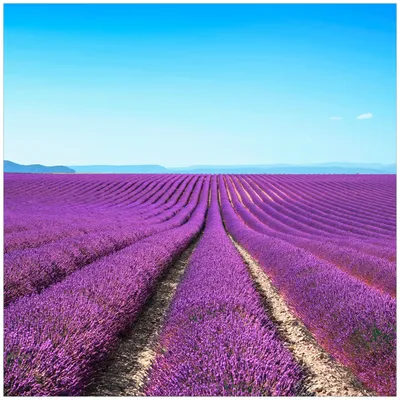 Produktbild von Wallario Magnet für Kühlschrank / Geschirrspüler, magnetisch haftende Folie - 60 x 60 cm, Motiv: Lavendelfeld unter blauem Himmel