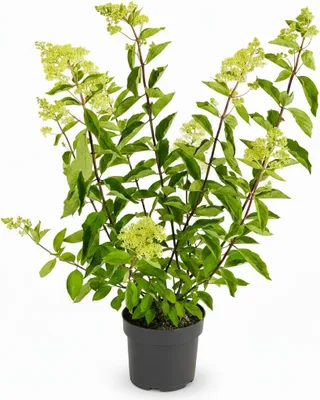 Produktbild von Hydrangea paniculata 'Grandiflora', Rispenhortensie, weiß, 100–125 cm
