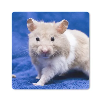 Produktbild von MuchoWow® Mauspad Mousepad Syrischer Hamster 20x20 cm - Mousepads - Maus Mat - Pad - Mausunterlage - Desk Mat - Bureauartikeln