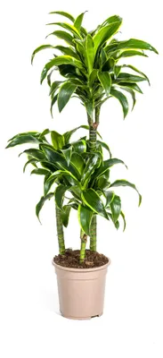 Zdjęcie produktu dla Dracaena Deremensis Dorado - 100-120cm - Ø21cm - Roślina doniczkowa - Zimozielony