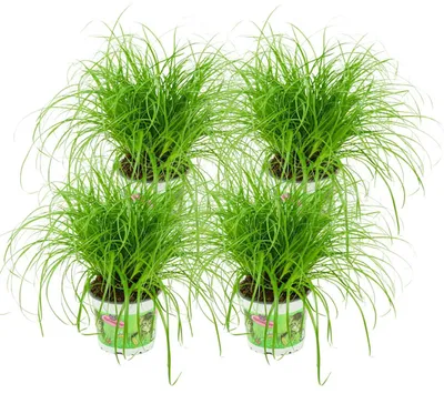 Produktbild von Zynesflora Echtes Katzengras 4 Stück Cyperus Zumula Zyperngras - Ø 12 cm - Höhe: 25-30 cm - Essbares Pflanze für Katzen