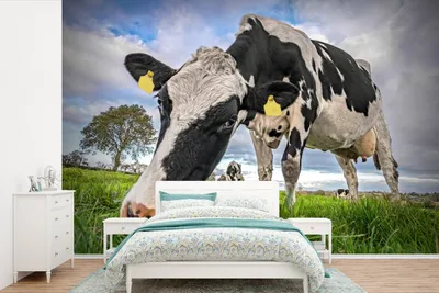 Produktbild von MuchoWow® Fototapete für Wohnzimmer oder Schlafzimmer Wandtapete Vinyl Motivtapete Kühe - Tags - Tiere - 420x280 cm - Zimmer für Kinder