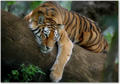 Produktbild von Tulup® Glas-Bild - 100 x 70 - Wandbild aus Glas - Wandkunst - Wandbild hinter gehärtetem Sicherheitsglas - Tiere - Tiger auf Baum - Braun