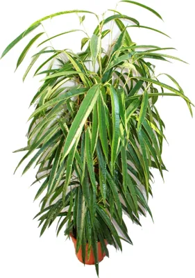Zdjęcie produktu dla Ficus binendijkii "Alii" - brzoza dlugolistna - kolumna królewska - doniczka 17 cm