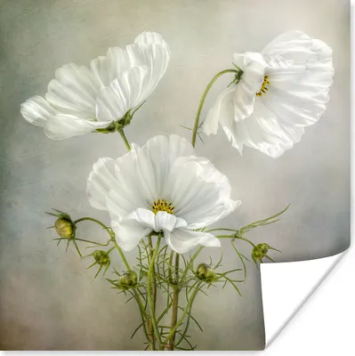 Produktbild von MuchoWow® Poster Blumen - Stillleben - Mohn - Weiß - Botanisch 75x75 cm - Wand Dekoration