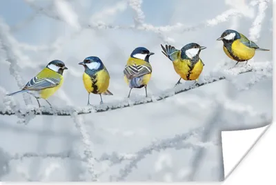 Produktbild von MuchoWow® Poster Vogel - Kohlmeise - Winter - Schnee - Zweige 60x40 cm - Schlafzimmerdekoration