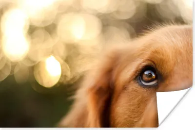 Produktbild von MuchoWow® Poster Das Glitzern im Auge des Golden Retrievers 180x120 cm - Fotoplakat