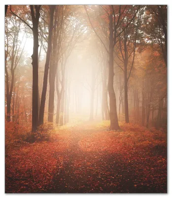 Produktbild von Wallario Herdabdeckplatte aus Glas, Größe 52 x 60 cm 1-teilig, Motiv Herbstwald - Weg zu einer Lichtung im Wald