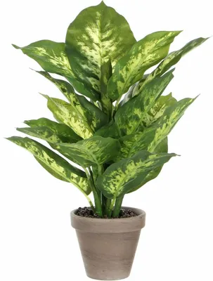 Produktbild von Mica Decorations Kunstpflanze Dieffenbachia - grun - 40 cm -im Topf