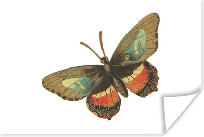 Produktbild von MuchoWow® Poster Vintage - Schmetterling - Braun 120x80 cm - Bilder