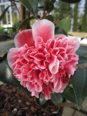 Produktbild von Japanische Kamelie Volunteer - Camellia japonica Volunteer