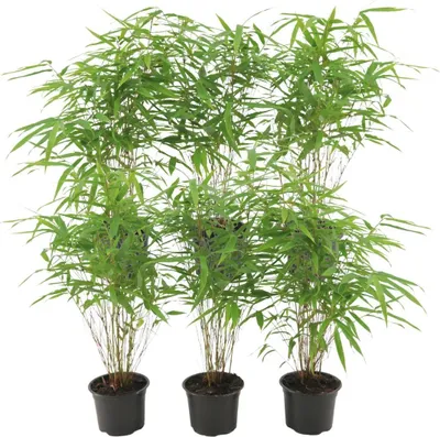Zdjęcie produktu dla Fargesia Rufa - Bamboo | 6 sztuk - 25cm - Ø12cm - Roślina ogrodowa - Wielozadaniowość