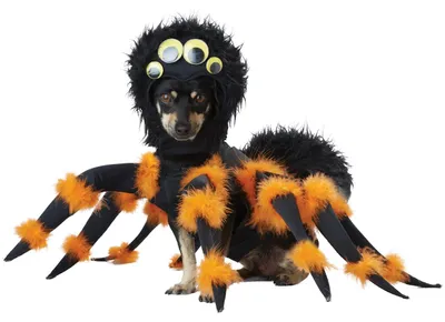 Produktbild von Tarantel Kostüm für Hunde Hundegröße: M