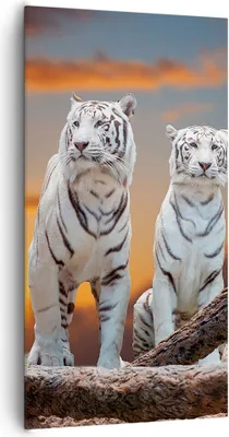 Produktbild von Bild auf Leinwand - Leinwandbild - Tiger weiß Rock Sonnenuntergang - 65x120cm - Wand Bild - Wanddeko - Leinwanddruck - Bilder - Kunstdruck - Leinwand bilder - Wandkunst - PA65x120-2901