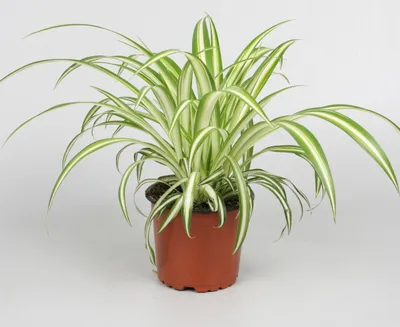 Produktbild von Zimmerpflanze Grünlilie Chlorophytum comosum 'Variegatum', Höhe 25 cm, Topf 12 cm