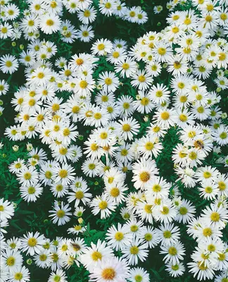 Produktbild von Kissen-Aster Schneezicklein, im Topf - Aster dumosus