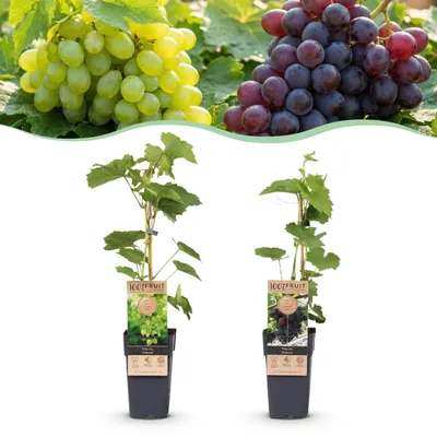 Produktbild von Obstpflanze - Lila & Weiße Traube - Vitis vinifera Vanessa & Himrod - Kernlos - 2 Pflanzen - 40-50cm - Ø15cm - Gartenpflanze