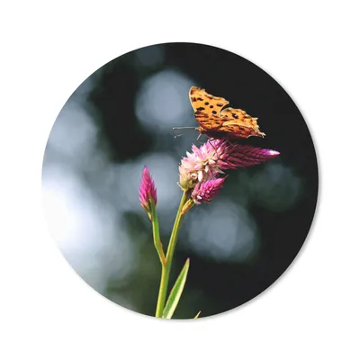 Produktbild von MuchoWow® Mauspad Mousepad Schmetterling - Blumen - Insekten 20x20 cm - Mousepads - Maus Mat - Pad - Mausunterlage - Schreibtischmatte
