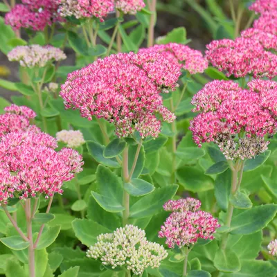 Produktbild von Bloomique - 3er Set - Sedum Herbstfreude - Fetthenne - Gartenpflanzen - Winterhart - Höhe 10-20 cm - Topf 9x9 cm