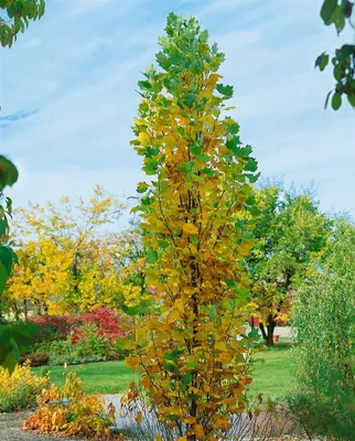 Produktbild von Liriodendron tulipifera 'Fastigiatum', Tulpenbaum, 100–125 cm