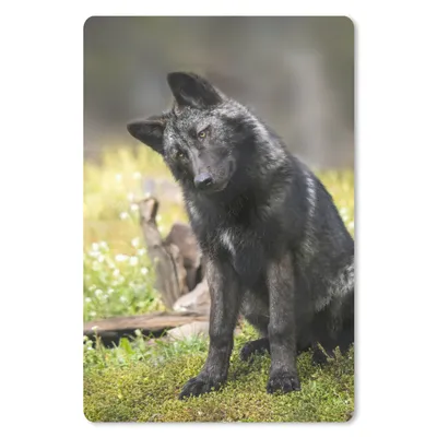 Produktbild von MuchoWow® Mauspad Mousepad Wolf - Schwarz - Gras 40x60 cm - Mousepads - Maus Mat - Pad - Mausunterlage - Schreibtisch Accesoire