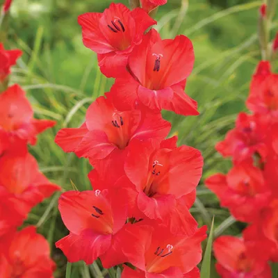 Produktbild von Gladiole Blumenzwiebeln Schwertblume Sommerblühende Siegwurze Berlioz 5 St.
