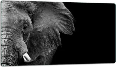 Produktbild von Glasschneidebrett Herdabdeckplatte Glaskeramikkochfeld Universal 52x30 cm, Elefant