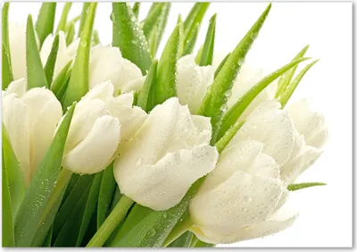 Produktbild von Tulup® Glas-Bild - 100 x 70 - Wandbild aus Glas - Wandkunst - Wandbild hinter gehärtetem Sicherheitsglas - Blumen & Pflanzen - Weiße Tulpen - Weiß