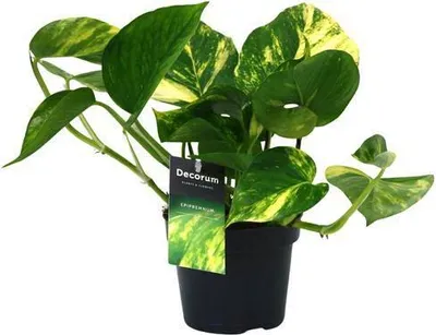 Immagine prodotto di Edera Epipremnum Aureum Ø12 cm ↕25 cm Pianta rampicante Pianta da appartamento Purificatrice dell'aria
