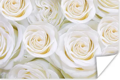 Produktbild von MuchoWow® Poster Blumen - Rosen - Weiß 180x120 cm - Fotoplakat