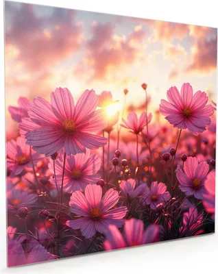 Produktbild von Küchenrückwand Spritzschutz Glas mit Motiv Blumenfeld Sonnenuntergang 40 x 40 cm