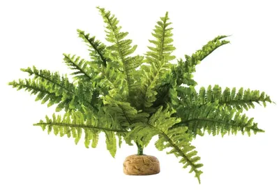 Immagine prodotto di Hagen Exo Terra Boston Fern, M
