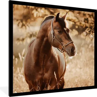 Produktbild von MuchoWow® Gerahmtes Poster Pferd - Sonne - Porträt - Natur - Braun 40x40 cm - Poster mit Schwarzem Bilderrahmen Wandposter Rahmen Foto Bilder - Mit Rahmen - Wanddekoration Schlafzimmer