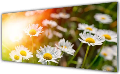 Produktbild von Acrylglasbilder 125x50 Wandbild Druck Gänseblümchen Pflanzen