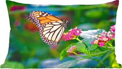 Produktbild von MuchoWow® Zierkissen Sofakissen Wohnzimmer Dekokissen 60x40 cm Schmetterlinge - Blume - Natur - Kopfkissen - Polster mit Foto