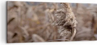 Produktbild von Bild auf Leinwand - Leinwandbild - Einteilig - Boho Ähren Gras - 100x40cm - Wand Bild - Wanddeko - Wandbilder - Leinwanddruck - Bilder - Wanddekoration - Leinwand bilder - Wandbild - AB100x40-4763