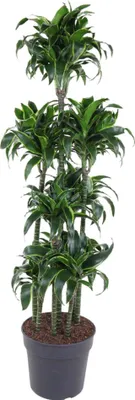 Zdjęcie produktu dla Smocze drzewo - Dracaena Dorado Carousel - Roślina domowa - 170cm - ø34cm