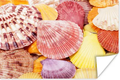 Produktbild von MuchoWow® Poster Muscheln - Rot - Gelb - Strand - Sommer 30x20 cm - Plakate - Print